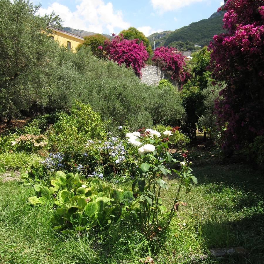 Casa Puccini B&B Maratea Eksteriør billede
